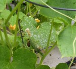 burpless-bush-cucumber Burpless Bush cucumber: one small fruit