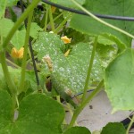 burpless-bush-cucumber Burpless Bush cucumber: one small fruit