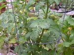 cherry-tomatoes Cherry Tomatoes