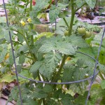 cherry-tomatoes Cherry Tomatoes