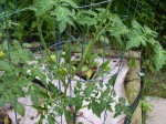 early-girls Early Girl Tomatoes: 3 small fruit