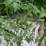 early-girls Early Girl Tomatoes: 3 small fruit