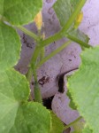 japanese-cucumber Japanese Cucumber: one small fruit