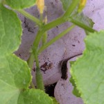 japanese-cucumber Japanese Cucumber: one small fruit