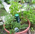 parsley-sage-basil-thyme Parsley (Italian flat leaf), Sage, Basil, and Thyme (Rosemary in another pot)