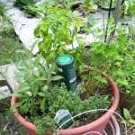 parsley-sage-basil-thyme Parsley (Italian flat leaf), Sage, Basil, and Thyme (Rosemary in another pot)