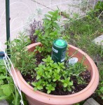 rosemary-mint Rosemary and Mint