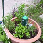 rosemary-mint Rosemary and Mint