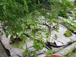 sweet-banana-peppers-eggplant Sweet banana peppers with an Eggplant plant to the right, tomatoes behind.