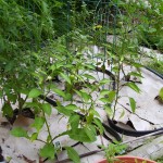 sweet-banana-peppers-eggplant Sweet banana peppers with an Eggplant plant to the right, tomatoes behind.